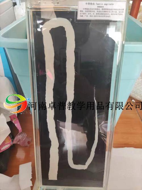 寄生蟲大體標本 河南卓普教學用品如何賦能醫學教學演示